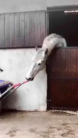 smart horses #horses #horseoftiktok #smarthorse #farmlife