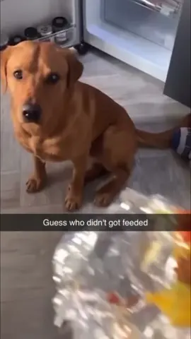 #funnyvideos #memes #dogsoftiktok 