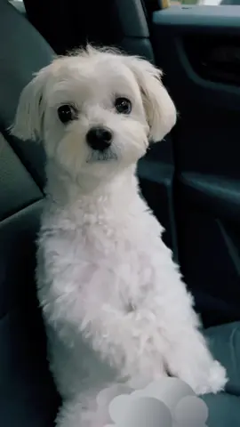 Are we there yet? 🚙💨 . #dogsoftiktok #PetsOfTikTok #malteseoftiktok #malteseofficial #toydogsoftiktok #dogbegging #cutedog #pets 