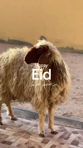 #عيد_الاضحى #فطور_العيد #fyp #foryou #خروف_العيد 