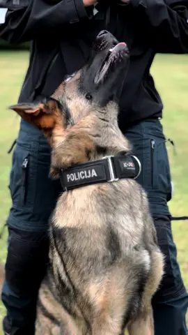 #germanshepherd #k9 #police #dog #training 