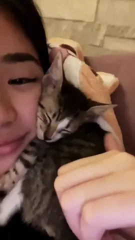 missing aiah ang her adopted stray cats ☹️                                                               #biniaiah #aiaharceta #bini_aiah #bini #straycat #catsoftiktok #fypシ 