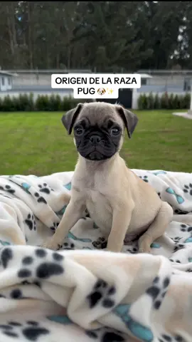 Origen de la raza de perros pug o carlino 🐶✨ #pug #pugs #pugsoftiktok #pugpuppy #pugcarlino #pugcachorro 