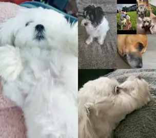 #duet with @Toby and Teddy 💕  #Duet  Sleepy boy hello! #mulliganthemaltese #dogduet 