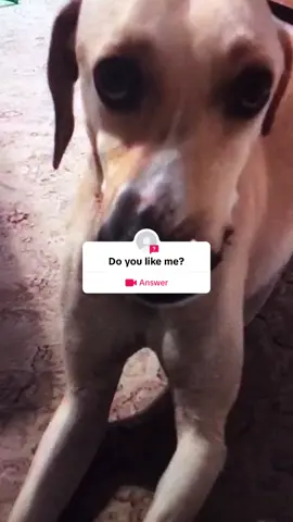 #question from @user39725231737208 #dog #cat 