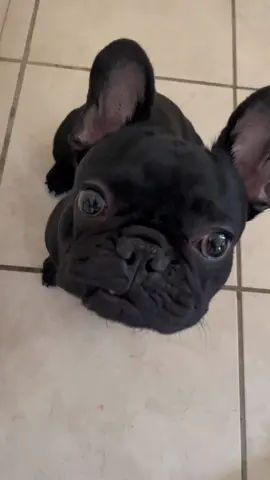 Good morning guys!🌞 #frenchbulldog #frenchie #fyp #allblack #loveofdogs 