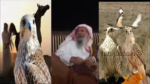 لا والله الا راح دور البداوه - #ابيات_شعرية  الشاعر- محمد بن شبيب الحداري - رحمه الله