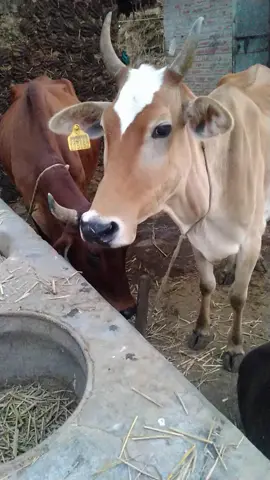 crazy sound of cow 🤣🤣🤣 #cow #animals #animalsfacts #videoviral 