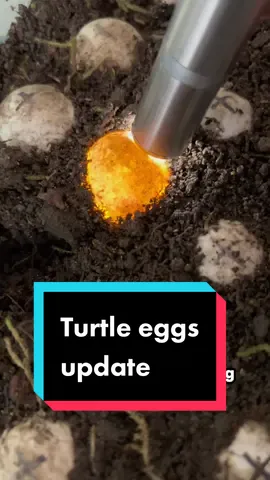 Its a waiting game from here really. I read that post snapping turtle eggs don’t hatch until august-october, so its going to be a little while before hatching if any even do. I’ll be looking at them with the light every so often to look for veins or anything but I dont really see much right now. #turtle #turtleeggs #snappingturtle 
