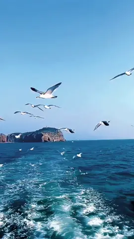 Strolling by the seaside, blowing the sea breeze, watching seagulls fly freely in the sky#bluesea#sky#fyp #foryou 
