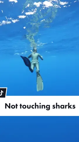 Videos of me by @andriana_marine 🦈💙 Why am I so sassy with this voice!? Shark tourism shows an alternative way to profit off these amazing animals without profiting off killing them for their fins & meat. Sharks are worth more alive than dead. Shark fishing is legal in many places in the world & shark tourism keeps the sharks near a tourist boat vs a fishing boat. It can also give fishermen an alternative income vs fishing. The biggest detriment to sharks is commercial fishing so the best way to save them is to eat less or no seafood so they cannot be caught as bycatch. Additionally, being in the water with them has allowed us to directly save them by removing fishing line, nets, bucket rims & other debris left by humans. Some may argue any human presence of any kind is harmful to wildlife but the alternative is humans having a no contact policy & therefore having no connection to them. When humans have no connection they often don't care about them & don't care about them being killed (what happened in the jaws era). If you prefer a zero contact policy, you should also be passionate about being vegan because the animals on our plate endure a much worse fate than sharks swimming freely in the ocean. #savesharks #tigersharks #sharkdiving #ocean 