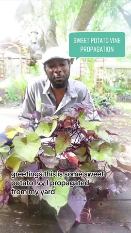 How long do you think it’s been rooting in water? #sweetpotato #vinepropagation #gardentok 