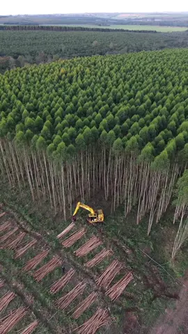 This is reforestation, sustainability. it's nothing illegal! The felled trees are only trees planted for that specific purpose. These trees will replace plastic in the world. Sustainable cups, straws, cutlery will be produced. EXCLUDE PLASTIC FROM THE WORLD!!!