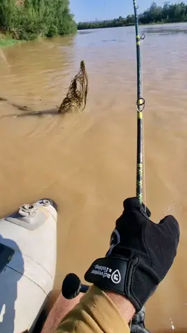 #fishing #pesca #wedkarstwo #catfish #siluro #sum #predatorfish #spinfishing #rivergishing #monsterfish #sports #deporte 