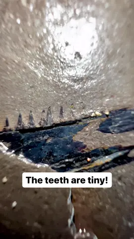 Here’s a short video of a fossil fish jaw! 🤯 This jaw isn’t from a marine reptile, but is actually from a huge fossilised monster fish!! 🐟😱 Imagine finding a complete fish of this size! 🎣 The small, sharp teeth look very intimidating! For more Fossils check out our YouTube, ”Yorkshire Fossils” 🐊🔬 or if you’d like one of your very own fossils please send us a direct message or visit our website Yorkshirefossils.NET Thanks in advance for supporting the page 😊 #natural #nature #fossil #fossils #ancient #animals #art #ammonite #ammonites #dinosaur #scientist  #minerals #paleontology #whitby #geologist #dorset #geology #charmouth #jurassic #yorkshire #fyp 