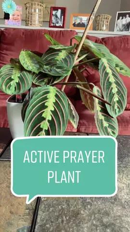 Stay as active as my prayer plant! Stuggle with self-accountability? Team up with an accountability partner! It can literally be anyone, as long as you keep each other motivated! #prayerplant #prayerplanttimelapse #prayerplants #timelapsevideo #planttimelapse #plantsoftiktok #PlantTok #plantparent #plantmom #indoorplants #planttiktok #accountability #accountabilitycheck #accountabilitypartner #fyp #fyf #plantfyp 