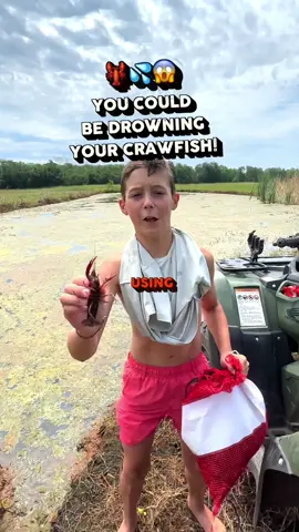 CRAWKID PSA ⚠️ When we ice the the crawfish, it puts them into a dormant state. This is great for shipping, but not great for swimming! If you’re stocking your crawfish pond with chilled crawfish, let them warm up first! #crawfish #crawfishfarming #farmlife #louisiana 