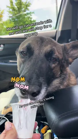 We love having Rider home woth us ❤️ #retiredmwd #militaryworkingdog #mwdretiredlife #mwd #dog #gsd #k9 #vet #fyp #foryoupage #retired #military #foryou #foryoupage 