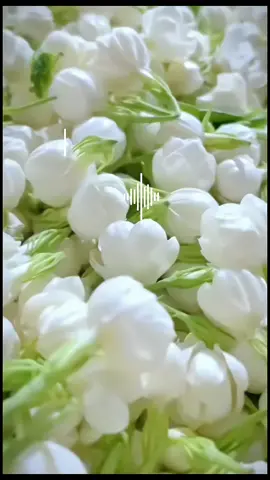 Nghe nói lưu hình hoa nhài làm hình nền điện thoại sẽ thu hút năng lượng tích cực từ vũ trụ 🫣 mấy bà đã thử chưaaaa 🤪🤪 #hoanhai #năng_lượng_tích_cực  #goodmorning #jasmine