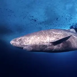 𝔾ℝ𝔼𝔼ℕ𝕃𝔸ℕ𝔻 𝕊ℍ𝔸ℝ𝕂 🦈 ¡ dato ! ⋆ el tiburón de groenlandia es el animal vertebrado más longevo del planeta y puede llegar a vivir más de 500 años :0 también es uno de los tiburones más grandes, alcanzando un promedio de 6 metros de largo. con frecuencia, vive con un parásito llamado ommatokoita elongata, que se instala en la córnea de su ojo, alimentándose del tejido ocular, provocando ceguera parcial al tiburón. los tiburones se mueven de forma lenta y crecen solo un centímetro al año. al usar el campo magnético del planeta para orientarse, gasta menos energía y eso ayuda a que la esperanza de vida sea mayor a la de otros animales #greenlandshark #shark #ilovesharks #marinebiology #oceanlover #deepseacreatures 