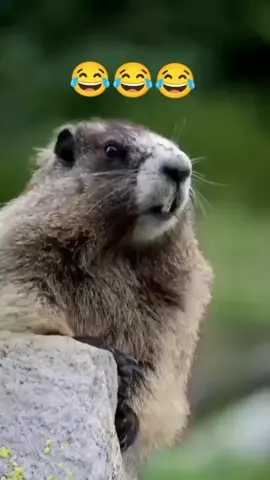 #CapCut #animals funny video #foryou #foryoupage #viralvideo #GlowUp #hridaybepari #fypシ #tandingvideo #unfrezzmyaccount #fyppppppppppppppppppppppp #@Tik Tok BangIadesh 🇧🇩 