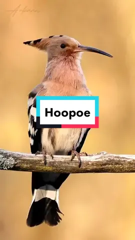 hoopoe #hoopoe #hoopoebird #burunghoopoe #CapCut #tiktok #hewan #bird #birdslove #burung 