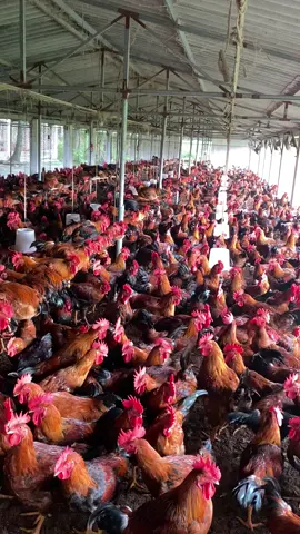 Nay đàn gà 3.000 gà già ngon 😒 phục vụ ace, 