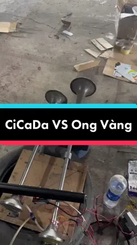Nhại CiCaDa kết hợp cùng Kèn Ong Vàng 🥰#nhạicicada #kenongvang🎺🐝 #kenongtrang #kenongvang #Doxetai #Ahagara #AhagaraHoChiMinh #danhkenxetai 