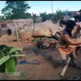 Moment Idul Adha, Sapi ngamuk.. #iduladha #kurban #harirayaiduladha #sapingamuk🐮🤣😭