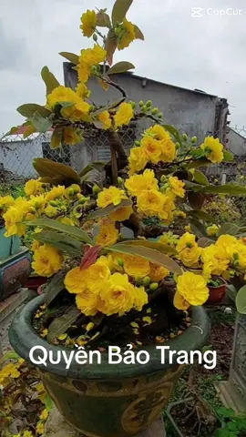 Quyền bảo trang 1 giống cúc hoa đẹp to k rụng nụ.Vườn em có cây giống giao lưu a e rồi nhe 