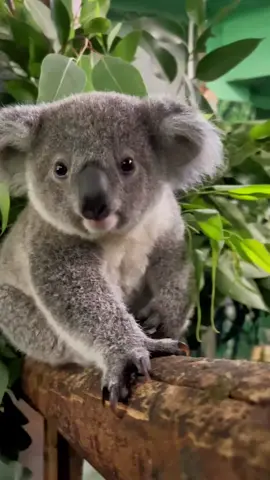So cute 🥰 #babykoala #cute #animals #fyp #foryou 