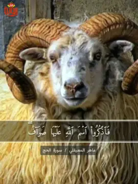 والبدن جعلناها لكم من شعائر الله لكم فيها خير.. #ماهر_المعيقلي #أضحى_مبارك #تكبيرات_العيد #ريحانة_قرآن #قرآن  #الحج #سورة_الحج #تلاوات_خاشعة @ريحانة قرآن Rayhana Quran 