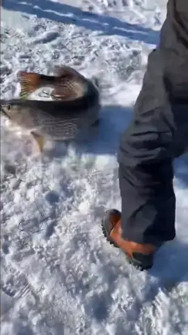 We LOVE the excitement! This is what its all about!🙌 (IG🎥: @jarahweston) #Extreme #UNREEL #fishing #icefishing #fishtok 