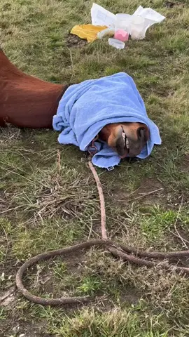 Gelding day goes hard 😮‍💨 #horsetok #horsesoftiktok #geldingproblems #ketameme #keta 