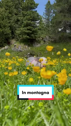 Il fiorellino più bello 🌼🐷🩷 #friendsnotfood #Maky #CharleyeAnna #maialino #pig #veg