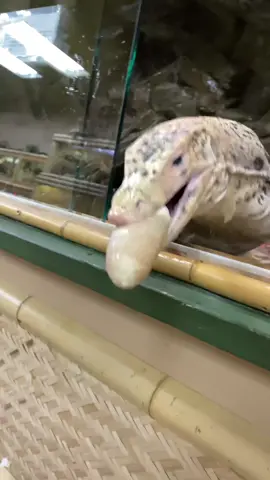 Watch Fabio, the asian water monitor get super excited over one of his favorite food like all moniter lizards. WOW!! They are fast and active chasing jumping and climbing in nature and fabio is showing just a glimpse of the energy it takes to survive in nature. he is having way to much fun ‼️🤣🦎 #tiktokanimals  #asian #lizard #food #fun 