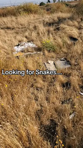 #snakes #rattleblade #nature #snails #rattlesnake #livin #2023 #rattlesnakes #snake #animals #wildlife #gooutside #Outdoors #wilderness #pov #flipclip #naturelover #earth #fyp #foryou #foryoupage  #planetearth #scouting #reptiles #pets #trending #sound #naturesound #frogs #Outdoors #outside #this #sandiego #california #natural #now #new #fun #tiktok #this 