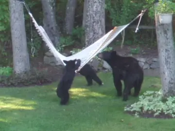 A trio of bears play on a hammock 🐻🤩🎡 #Bear #Hammock #Cute #ViralHog 