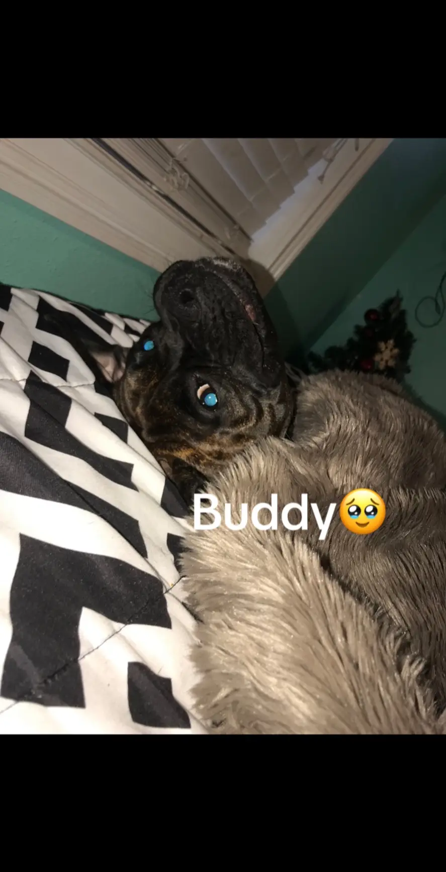 #amputee #missingfinger #dogfight #foryoupage #dads #dogsoftiktok #amputated 