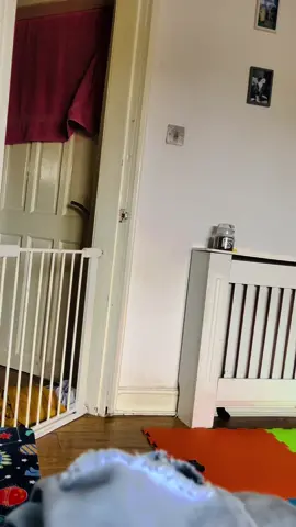 Cat zoomies!! #zoomies #fyp #foryoupage #catvideos #catsoftiktok #funny #trending #zoomzoomzoomzoom 