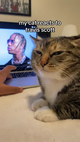 she always has fun when I play Travis Scott 🌵 can’t wait to show her UTOPIA #travisscott #cat #butterflyeffect #cats #astroworld #catsoftiktok #utopia #cattok #hiphop #rap #raptok #fyp