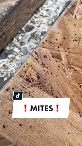 That is what we do to get rid of mites. 🕷️ We use a combination of the Mite-STOP spray and Kieselguhr. You can use the spray as „contact spray“, „enviroment spray“ and as a preventive masure.  We will keep you updated ! @AniForte #aniforte #mites #redmites #chickensoftiktok #chickentok #backyardchickens #chickencoop #paulas_chicks #viral #fyp 