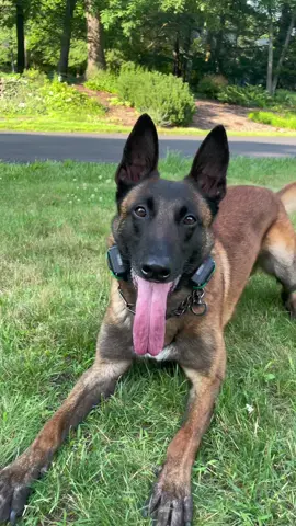 Lazy basic obedience commands #foryou #foryoupage #workingdog #fyp #belgianmalinois #dogcommunity 