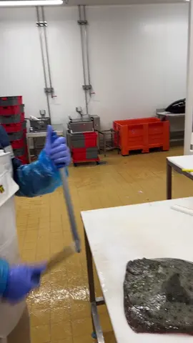 #turbot#elevage #découpe 