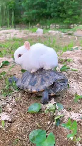 #cute #cutepet #rabbit #rabbitsoftiktok #funnyrabbit 