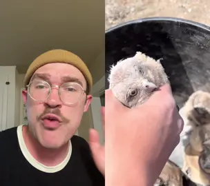 #duet with @Matt Poole  #part2 #fyp #lmao #nature #owl
