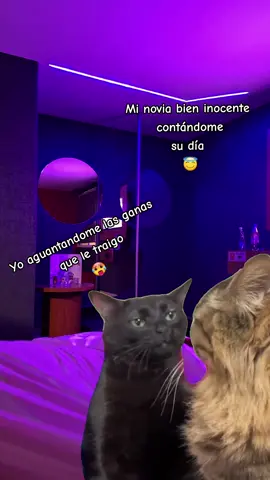 🥵#CapCut #humortiktok #viral #catsoftiktok 
