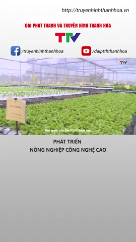 Những năm qua, việc ứng dụng công nghệ cao vào trồng trọt, chăn nuôi, nuôi trồng thủy sản trên địa bàn tỉnh Thanh Hóa ngày càng được quan tâm, từ đó không chỉ giúp nâng cao năng suất, sản lượng, mà còn tạo ra các sản phẩm an toàn, chất lượng cao, đáp ứng nhu cầu của người tiêu dùng. #nongnghiep #congnghecao #phattrien