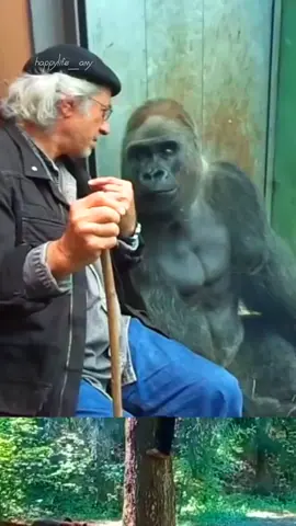 What are the old man and the gorilla talking about? #animails #happylife #gorillas