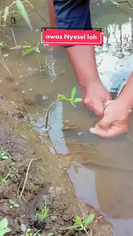 Mancing Belut Empang Bikin Nyesel #fyp #fypage #fypviral #trending #bolang #mancingbelut 